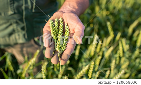 Farmer Holding Green Wheat Ears in Field 120058030