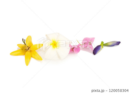 flower frangipani. plumeria. isolated on white background 120058304