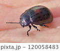 小さな虫 120058483