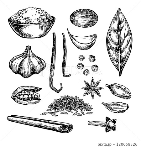 Clip art with spices. Vector graphics depicting aromatic culinary spices of various types. Black and white hand-drawn illustrations. On a white background. For culinary recipes, menus, posters, labels Clip art with spices. Vector graphics depicting aromatic culinary spices of various types. Black and white hand-drawn illustrations. On a white background. For culinary recipes, menus, posters, labels 120058526