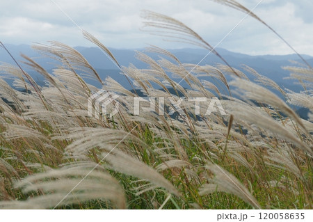 風に揺れるススキの穂 風に揺れるススキの穂 120058635