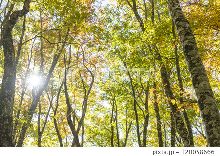 大山 ブナの紅葉 (鍵掛峠周辺) 大山 ブナの紅葉 (鍵掛峠周辺) 120058666