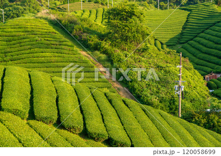 京都府綴喜郡宇治田原町で撮影した緑豊かな茶畑 120058699