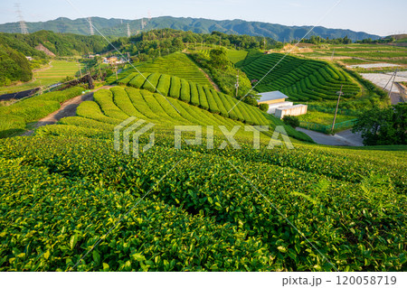 京都府綴喜郡宇治田原町で撮影した緑豊かな茶畑 120058719