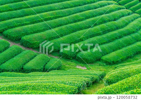 京都府綴喜郡宇治田原町で撮影した緑豊かな茶畑 120058732