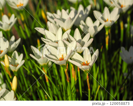 タマスダレのある風景 120058873