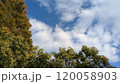 秋の朝染まり始めた木々の青空に見える飛行機 120058903