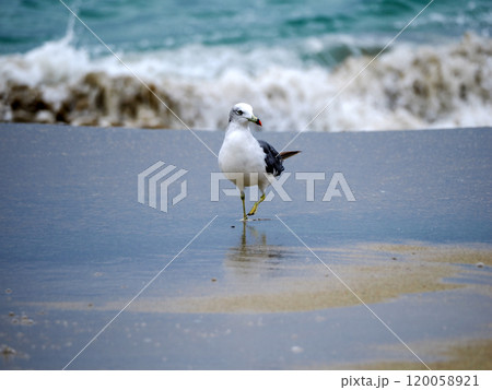 波打ち際のカモメ 120058921