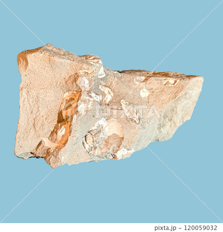 ウミユリ化石 120059032