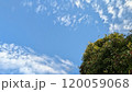 秋の青空と初秋の木々 120059068