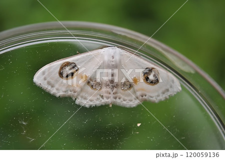 フタツメオオシロヒメシャク 120059136