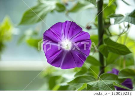 朝日を浴びて生き生きと開花した紫色の花 120059238