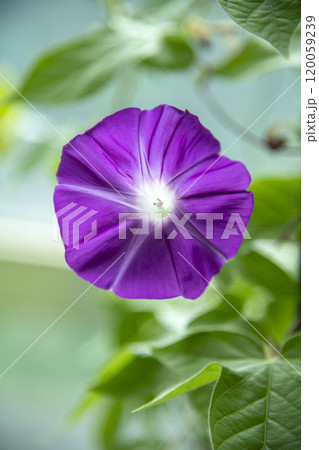 朝日を浴びて生き生きと開花した紫色の花 120059239