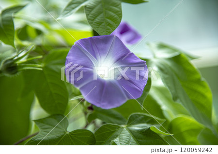 朝日を浴びて生き生きと開花した紫色の花 朝日を浴びて生き生きと開花した紫色の花 120059242
