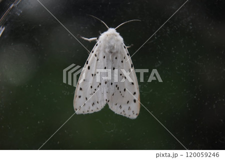 キバラゴマダラヒトリ 120059246