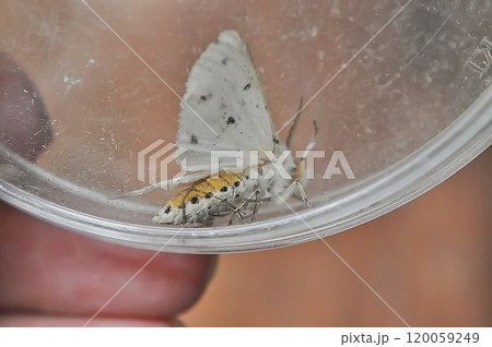 キハラゴマダラヒトリ 120059249