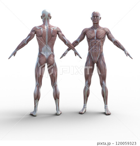 筋肉標本 男性  perming3DCGイラスト素材 筋肉標本 男性  perming3DCGイラスト素材 120059323
