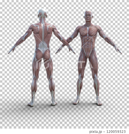 筋肉標本 男性  perming3DCGイラスト素材 筋肉標本 男性  perming3DCGイラスト素材 120059323
