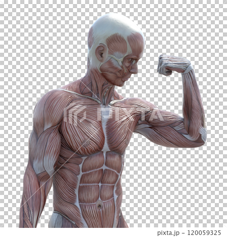 肌肉標本男性燙髮3DCG插圖素材 肌肉標本男性燙髮3DCG插圖素材 120059325