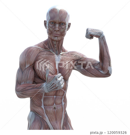 筋肉標本 男性 perming3DCGイラスト素材 筋肉標本 男性 perming3DCGイラスト素材 120059326