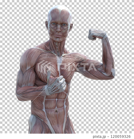 筋肉標本 男性 perming3DCGイラスト素材 筋肉標本 男性 perming3DCGイラスト素材 120059326
