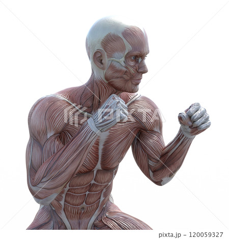 筋肉標本　男性　　perming3DCGイラスト素材 120059327
