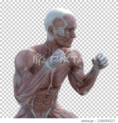 筋肉標本　男性　　perming3DCGイラスト素材 120059327