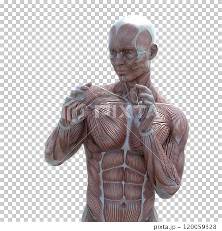 Muscle specimen male perming 3DCG illustration material 120059328