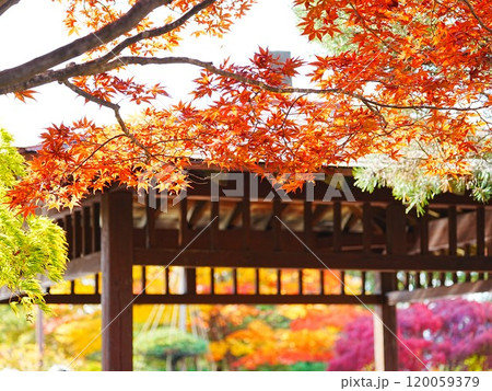 北海道の秋風景 平岡樹芸センター和風庭園 120059379