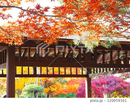 北海道の秋風景 平岡樹芸センター日本庭園の東屋と紅葉 北海道の秋風景 平岡樹芸センター日本庭園の東屋と紅葉 120059381
