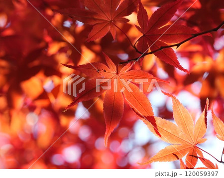 秋の平岡樹芸センター 紅葉 秋の平岡樹芸センター 紅葉 120059397