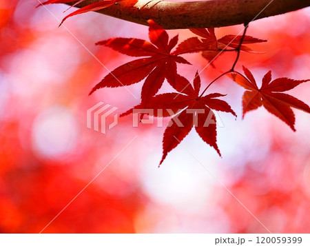 秋の平岡樹芸センター 紅葉 120059399