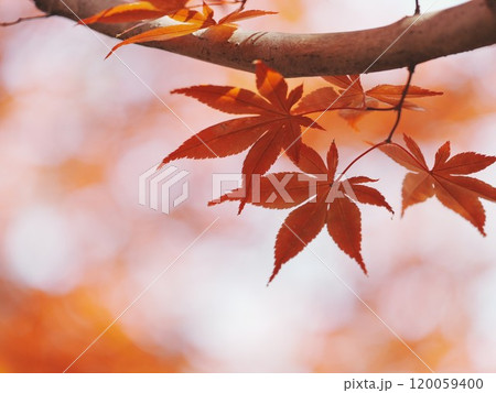 秋の平岡樹芸センター 紅葉 秋の平岡樹芸センター 紅葉 120059400