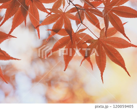 秋の平岡樹芸センター 紅葉 秋の平岡樹芸センター 紅葉 120059405