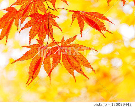 秋の平岡樹芸センター 紅葉 秋の平岡樹芸センター 紅葉 120059442