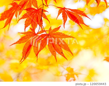 秋の平岡樹芸センター 紅葉 秋の平岡樹芸センター 紅葉 120059443