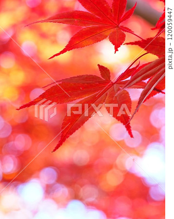 秋の平岡樹芸センター 紅葉 秋の平岡樹芸センター 紅葉 120059447
