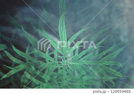 幻想的な大麻の煙っぽい霧がかった神秘的なイメージ 幻想的な大麻の煙っぽい霧がかった神秘的なイメージ 120059468