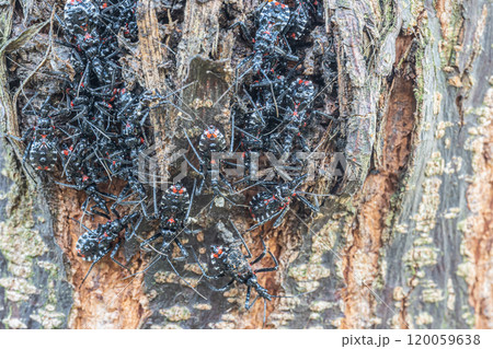 木の幹にかたまるヨコヅナサシガメ幼虫の群れ 120059638