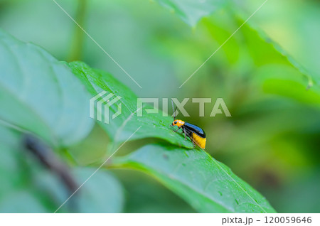 クロウリハムシ 120059646