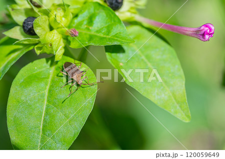 ホソハリカメムシ　 120059649