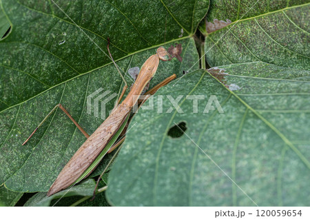 オオカマキリ オオカマキリ 120059654