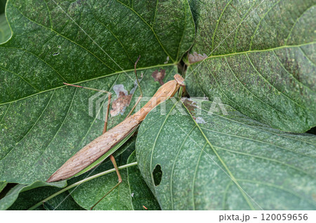 オオカマキリ 120059656