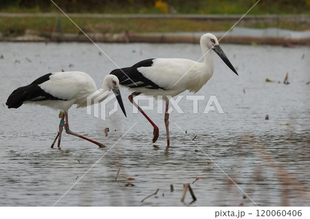 ハス田で採餌する2羽のコウノトリ 120060406