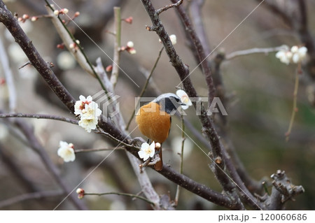 梅の花の咲くころに見かけるジョウビタキー七 梅の花の咲くころに見かけるジョウビタキー七 120060686