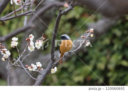 梅の花の咲くころに見かけるジョウビタキー九 120060691