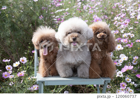 コスモスとベンチに座って笑う3匹のトイプードル 120060737