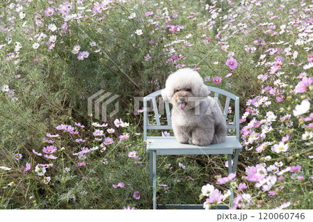 コスモスとベンチに座って笑うトイプードルのさつまいも 120060746