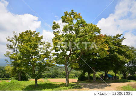 那須フラワーワールド 2024-8-4 #30 那須フラワーワールド 2024-8-4 #30 120061089