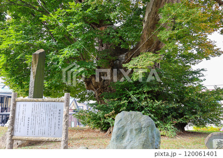 東根の大ケヤキと案内板 東根の大ケヤキと案内板 120061401